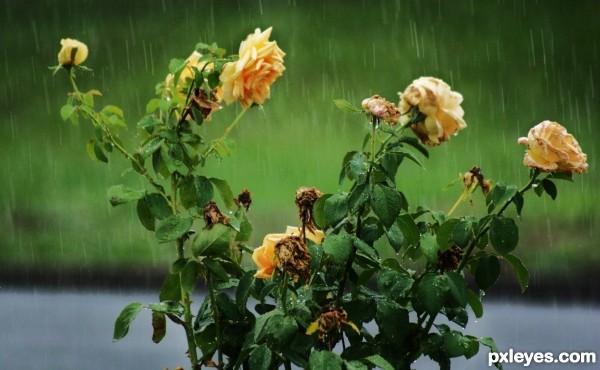 Falling Rain On Roses